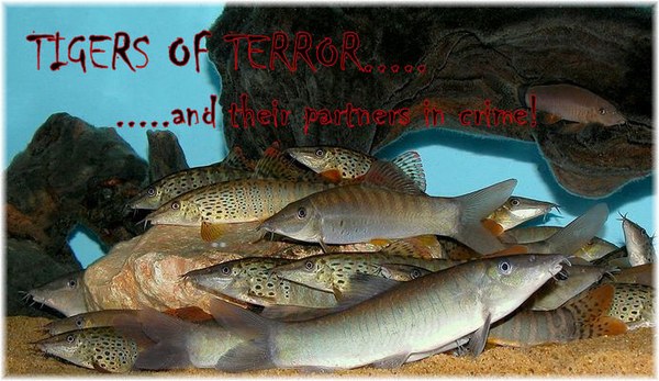 Tiger loach deals
